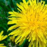 Koren maslačka: lekovita svojstva za jetru